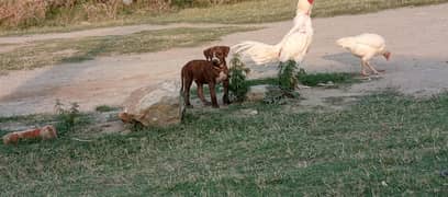 Top Quality Bully Gultair female puppy for sale.