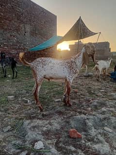 Goat | Bakra | Makhi Chena Goat | Goat For Qurbani | Bkra for Sale