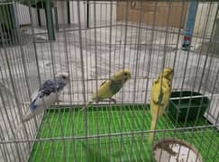 Australian parrot with cage.