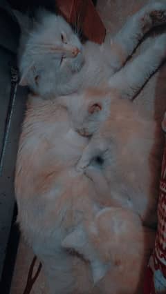 Persian kittens for sale 03261675304