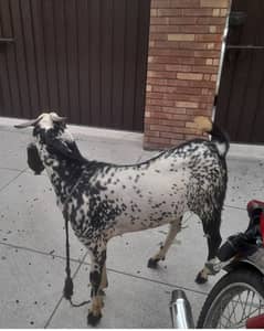 BAKRA