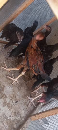 Aseel Chicks For Sale