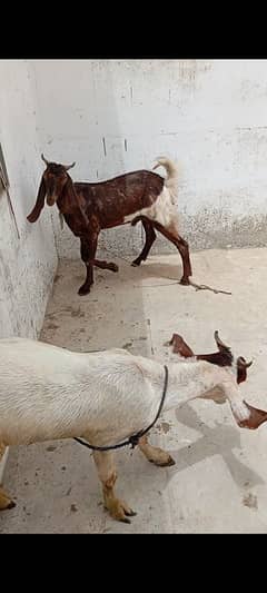 Qurbani 2025 2 dant bakray