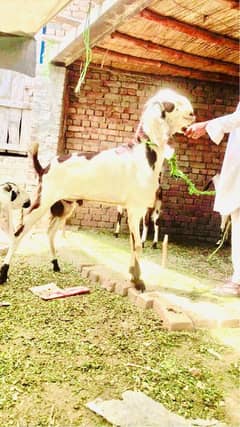 بکرے