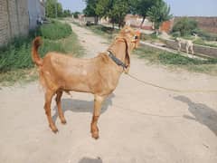 healthy goat for sale