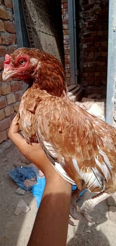 aseel murgi for sale call number 03265213565