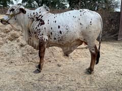 bachra for sell