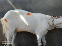 2 dant wala bakra for sale