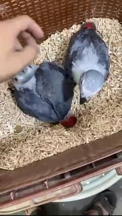African grey parrot chicks for sale 03257838258