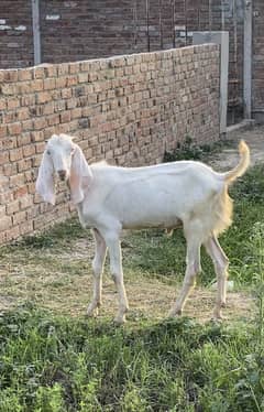 bakra for sale