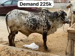cow