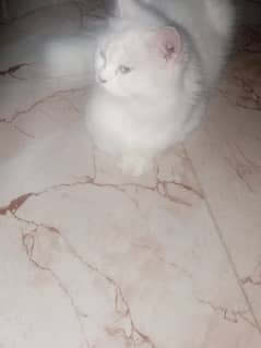 Cat Turkish Angora