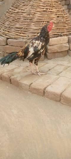 Aseel