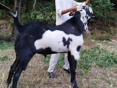 Bakra for sale