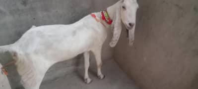 اچھی بڑی بکری قربانی کے لیے یا پالنے کے لیے