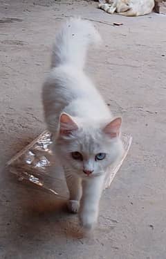 Persian cat for sale