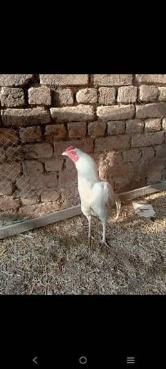 white cock for sale