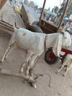 rajnpuri Bakra