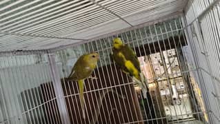 Pied Rump Pair / Incubator