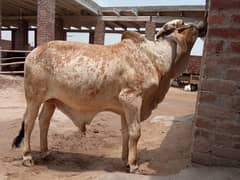 qurbani
