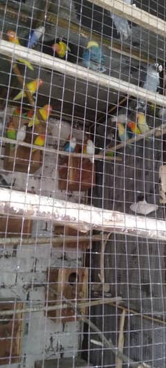 Love Birds