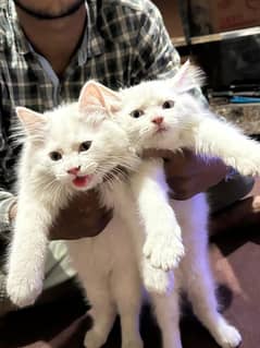 Double Coat Persian Pair