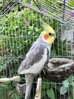 Cocktail parrot available contact on WhatsApp 03227845339