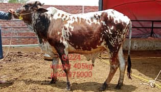 Qurbani bull | Bachra | desi bull | Wehra | بچرا | qurbani 2025