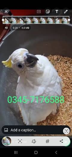 Bleu gold macaw African grey triton cacatoo