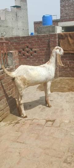 outclass pure makhi chini path age 2 dant
