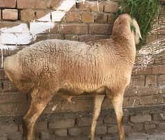 Dummbe 3 Qurbani ke liye weight 72kg one Pace Urgent sale03424927340
