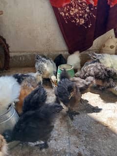 Black, Golden buff, White splash Silky Chicks Pairs for sale