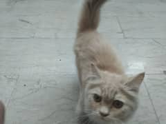 Persian punch face cat about 5 month old