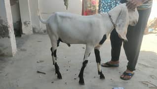Bakra
