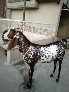 Desi makhi cheena