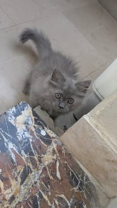 persian kitten