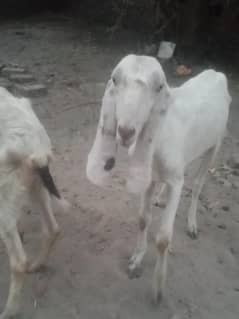dounda khasi bakra fresh. mall available