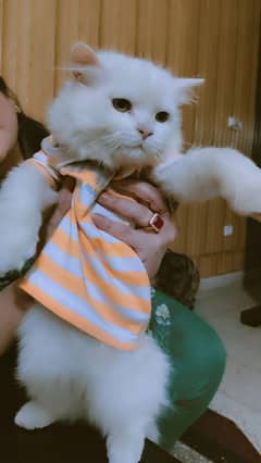 Persian Cat | Cute Kittens | Persian Kitten | Cats For Sale