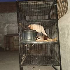 Hen cage for sale in reasonable price