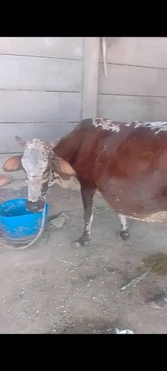 cow sale qurbani kaliya
