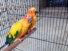 Sunconure Proven Breeder Pair