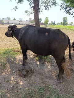 Katta