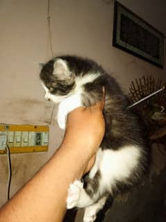 Cute Cat