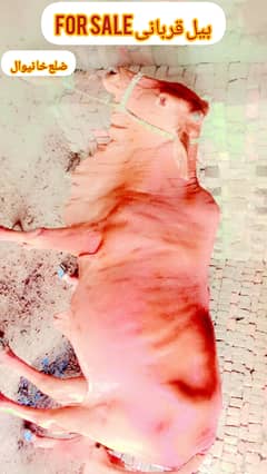 قربانی