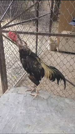 Aseel for sale