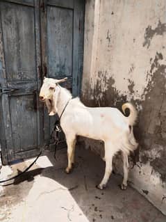 BAKRA