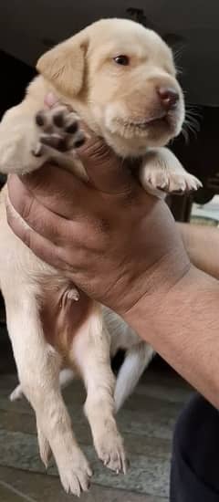 labrador