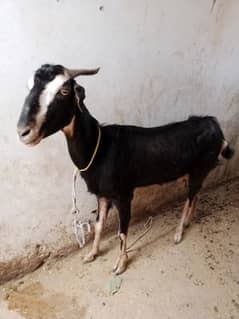 Bakra 2 yrs old Goat