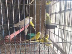 budgies