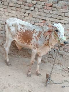 qurbani ka bachra 2 dant for sale